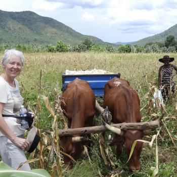 RURAL LIVELIHOODS: FARMERS, IRRIGATION, CATTLE