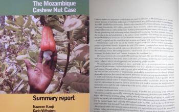 Liberalisation, Gender and Livelihoods: The Mozambique Cashew Nut Case