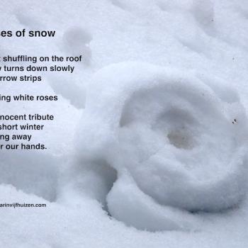 Roses of snow
