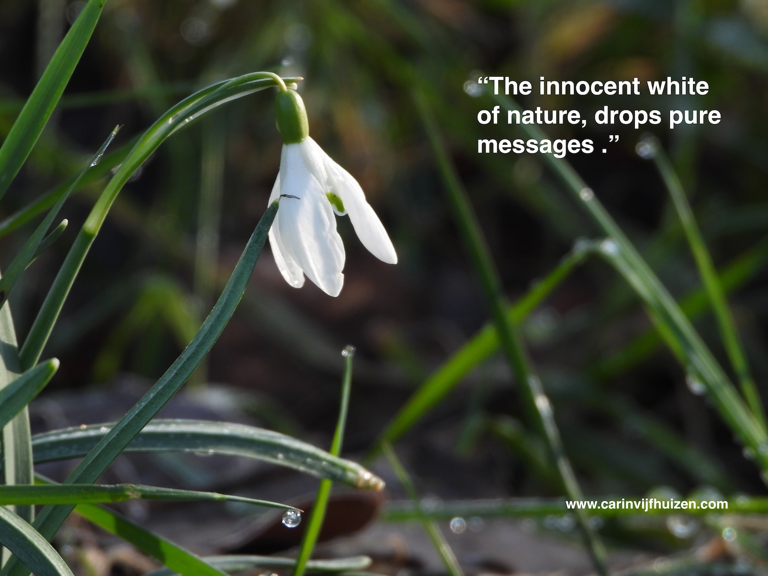 Nature