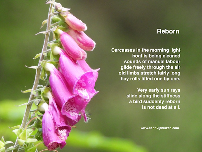 Reborn