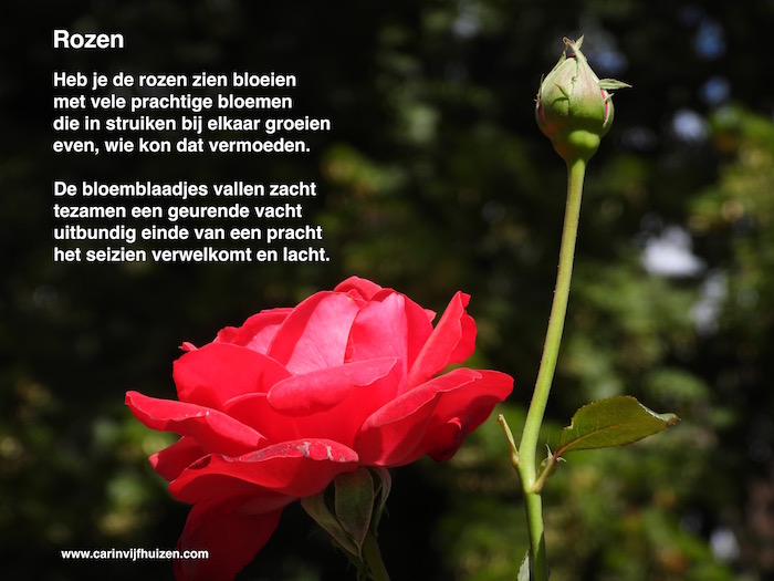 ROSES