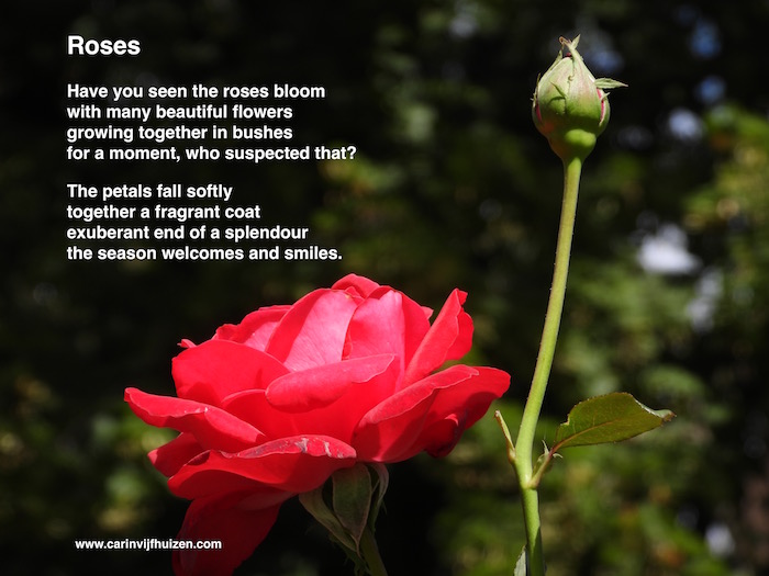 ROSES