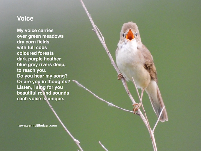 VOICE